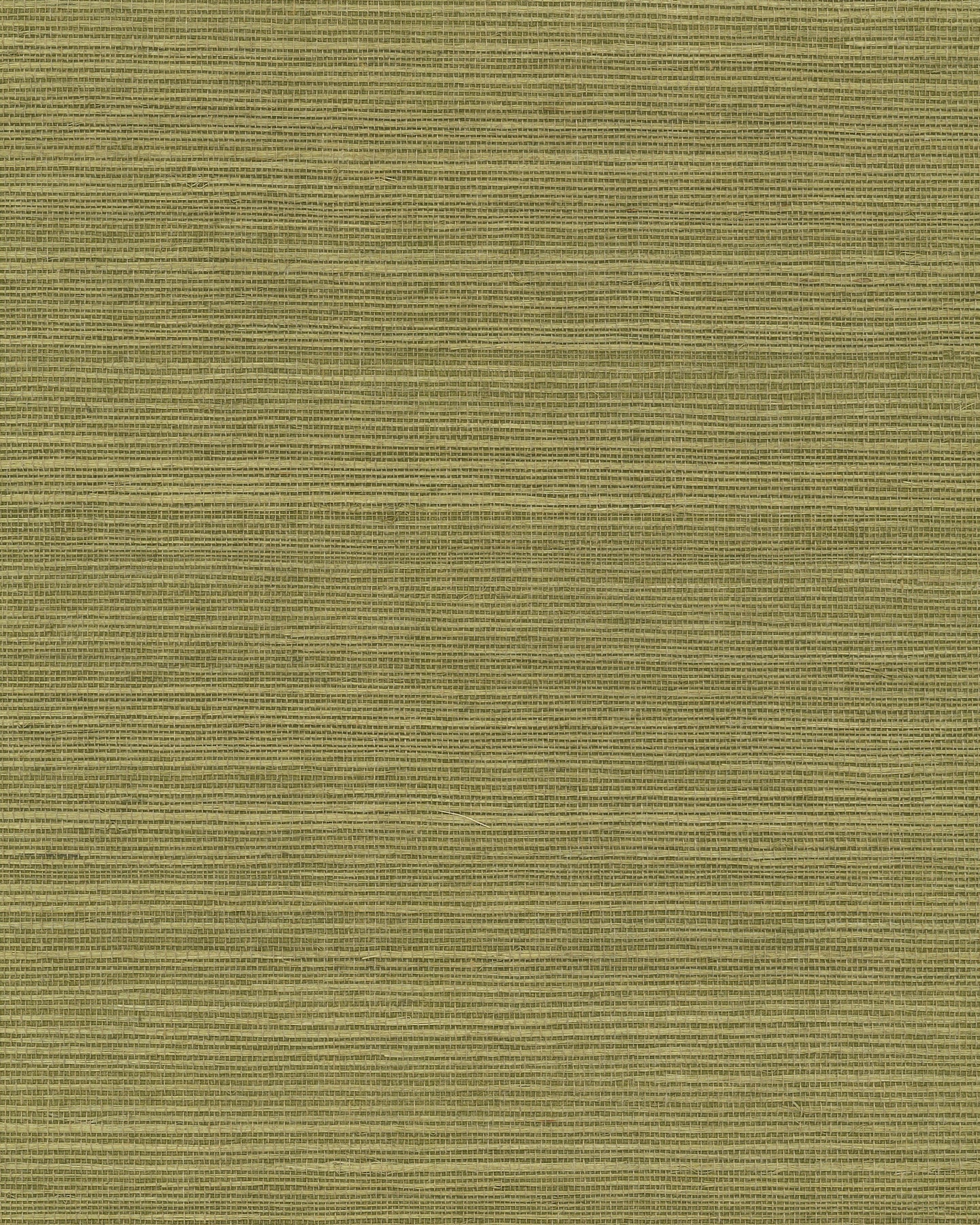 Maguey Sisal - Greens