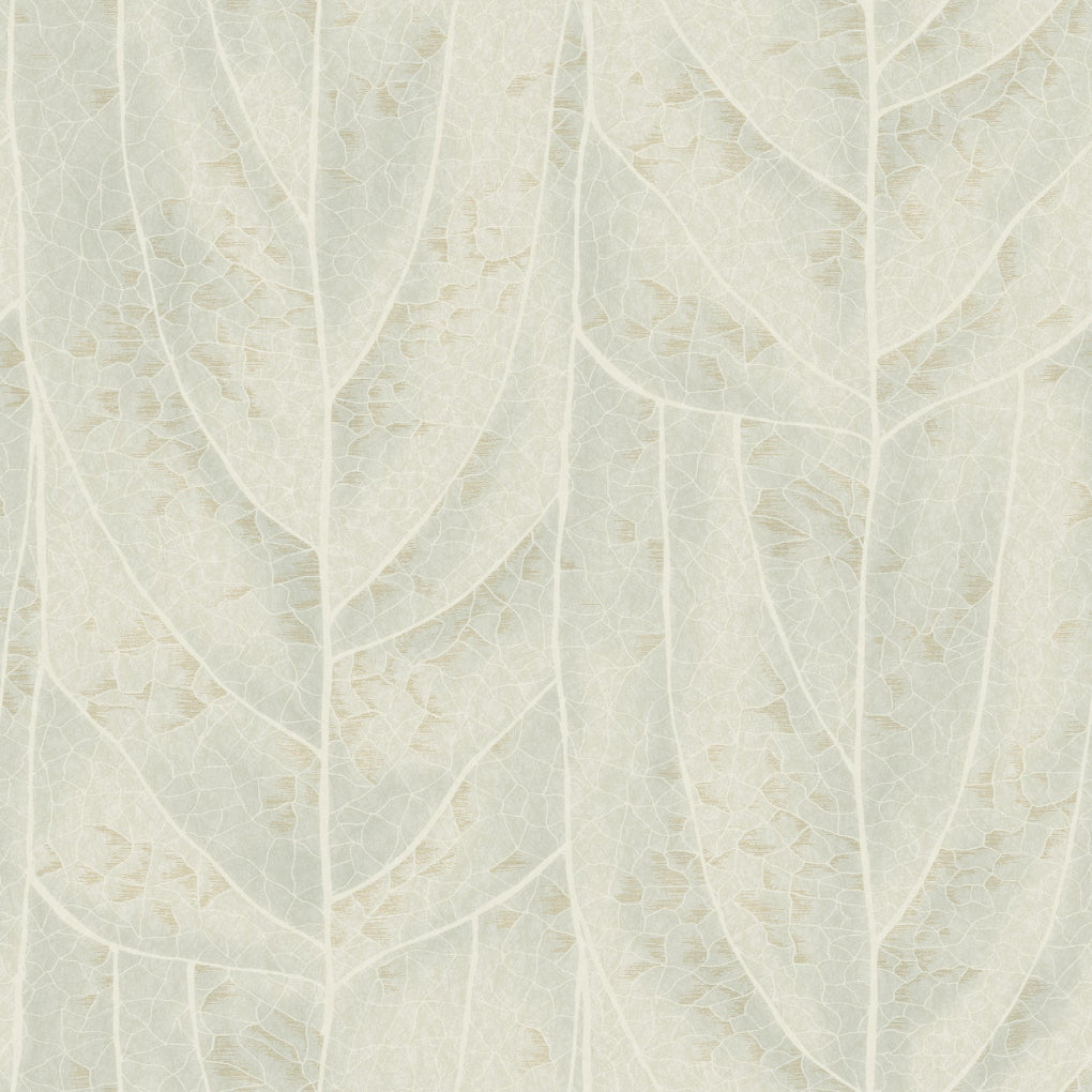 Dicot