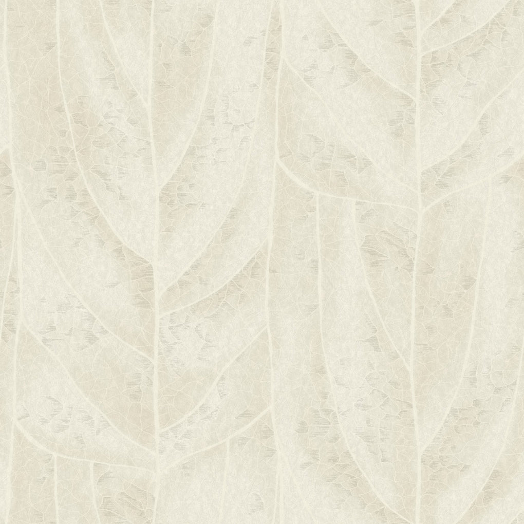 Dicot