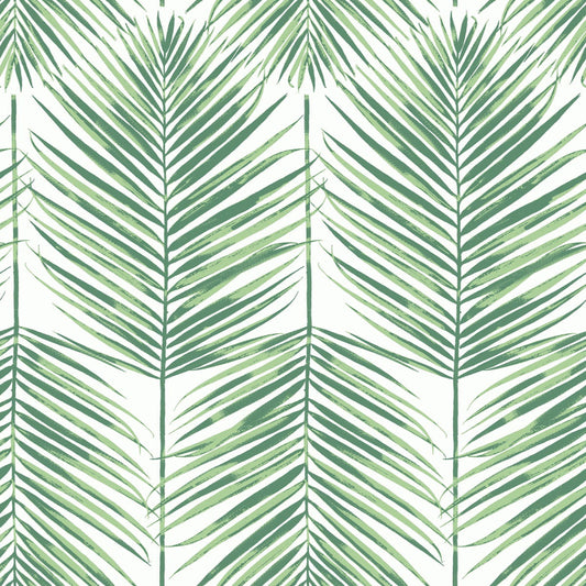 Paradise Palm