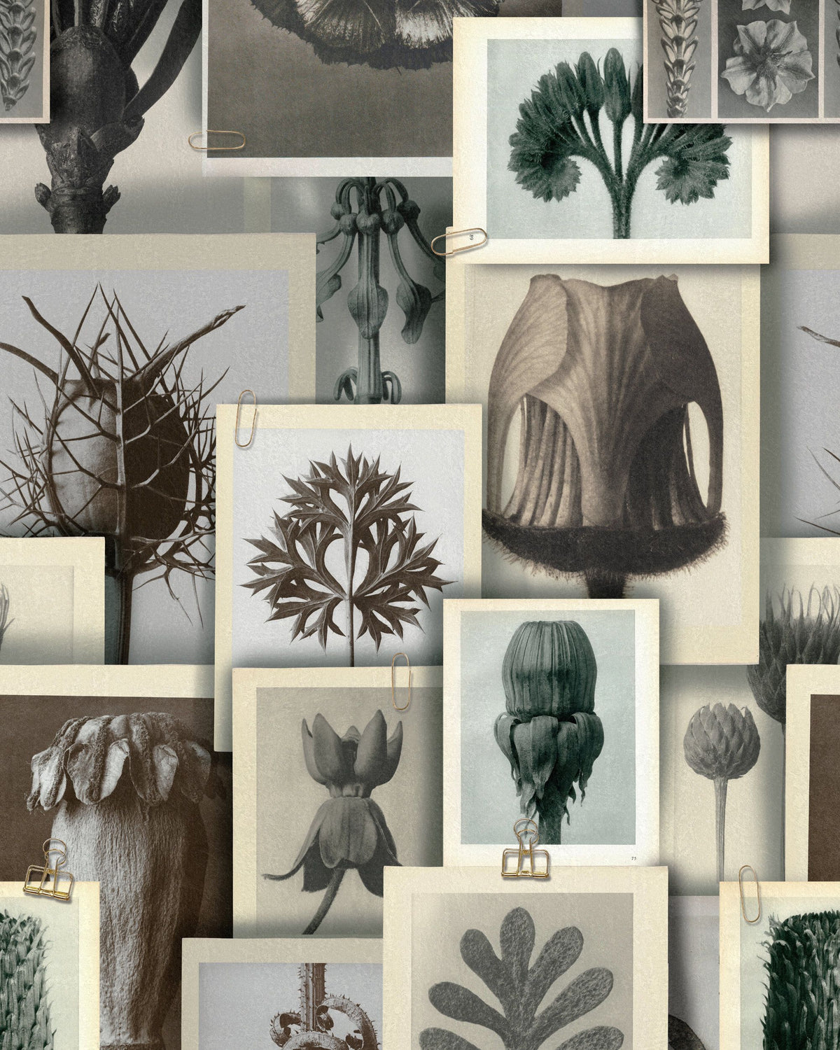 Blossfeldt'S Art Forms