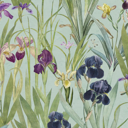 Iris