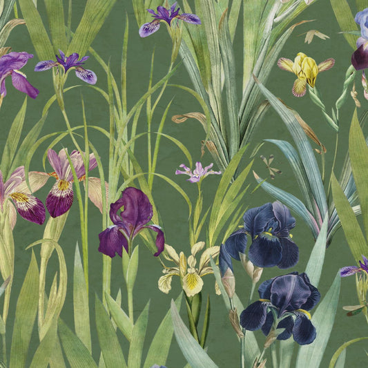 Iris