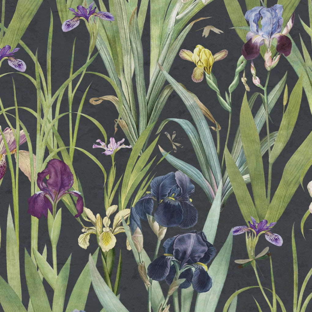 Iris