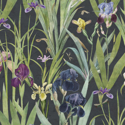 Iris