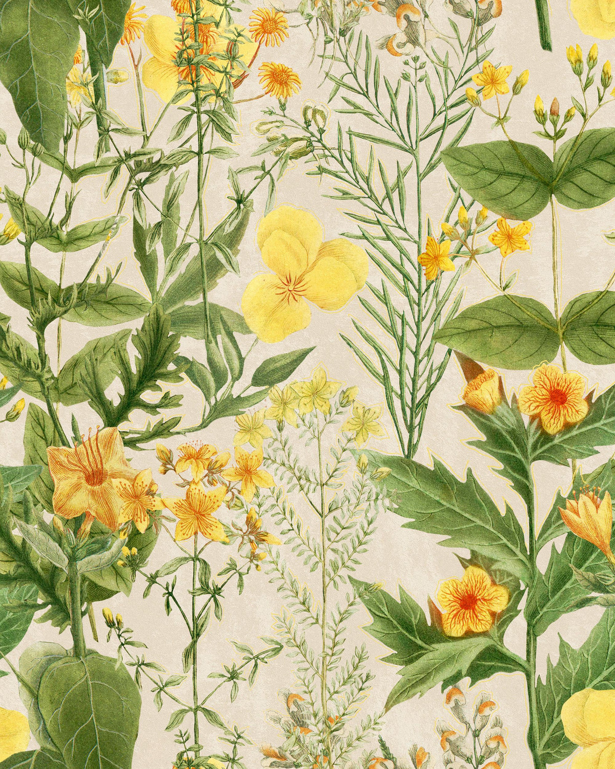 Mimulus