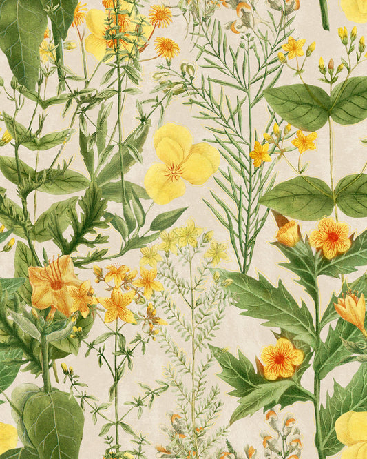 Mimulus