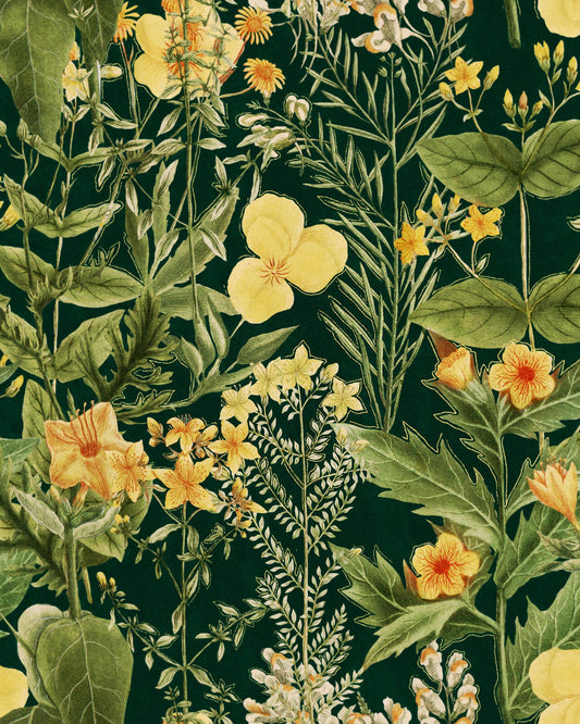Mimulus Anthracite