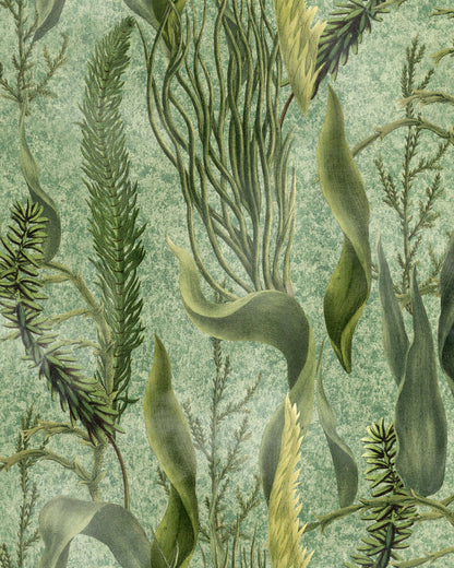 Aquatic Plants