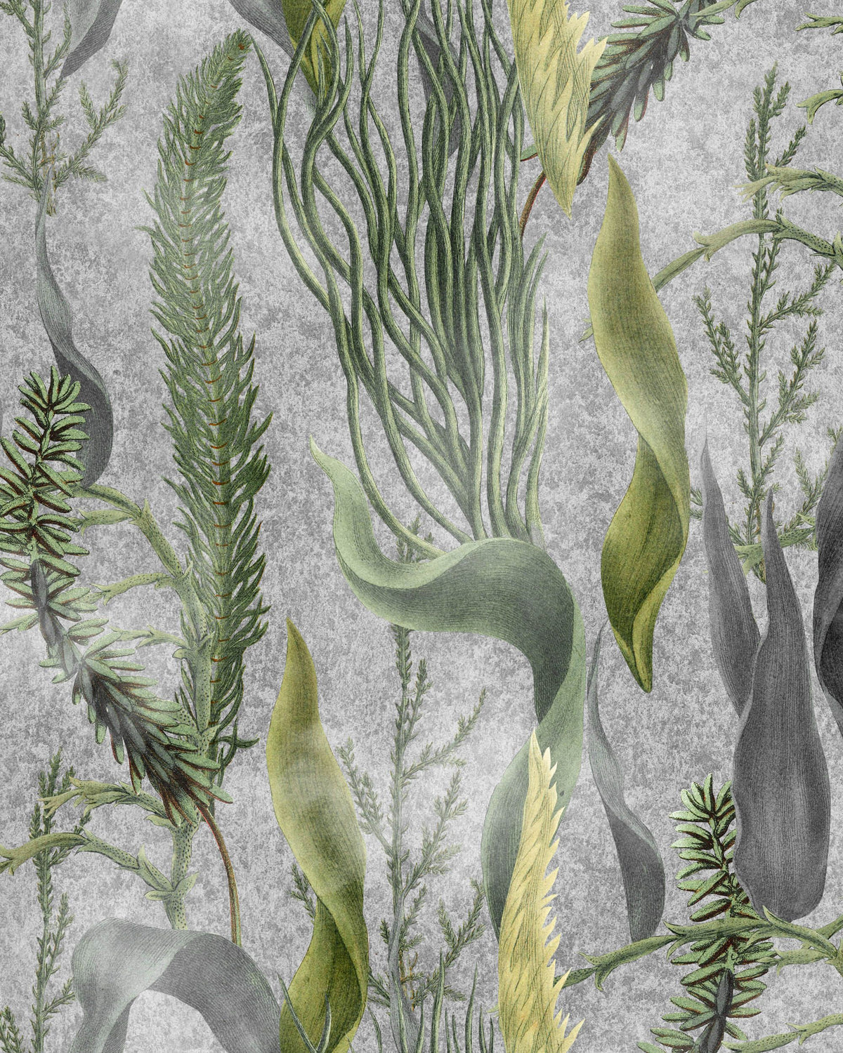 Aquatic Plants Grey